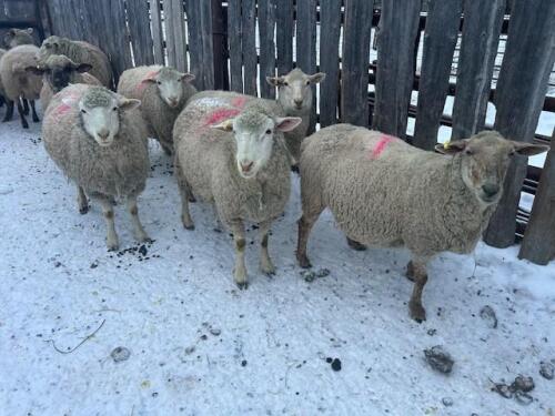 BRED EWE