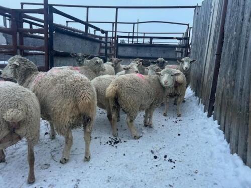 BRED EWE