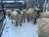 BRED EWE - 3