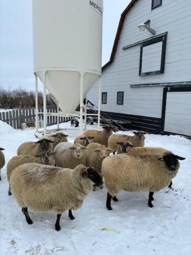 BRED EWE