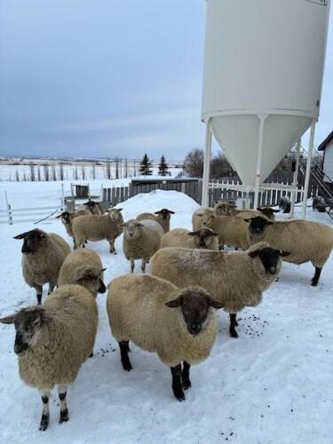 BRED EWE