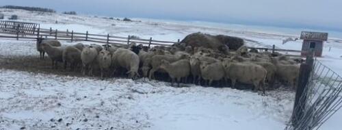 BRED EWE