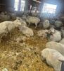 BRED EWE