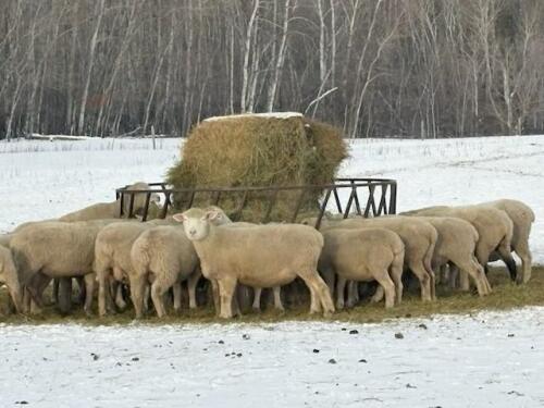 BRED EWE