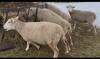 BRED EWE - 2