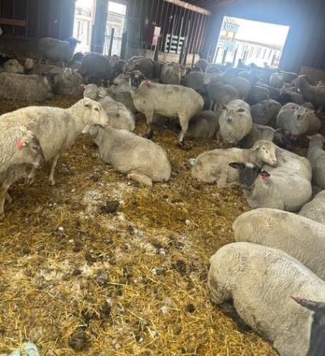 BRED EWE