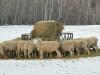BRED EWE - 3