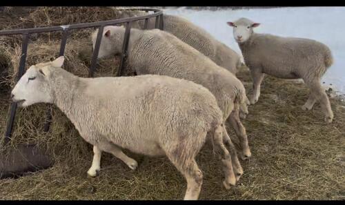 BRED EWE