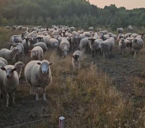 BRED EWE