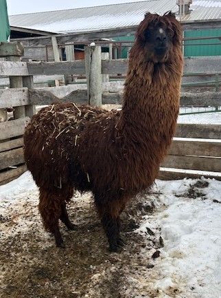 FEMALE ALPACA