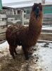 FEMALE ALPACA