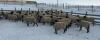 BRED EWE