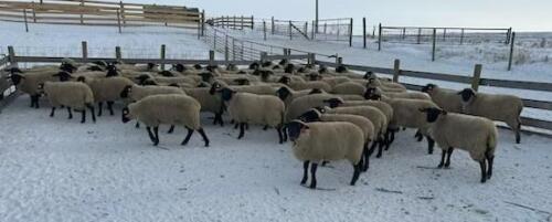 BRED EWE