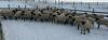 BRED EWE - 2