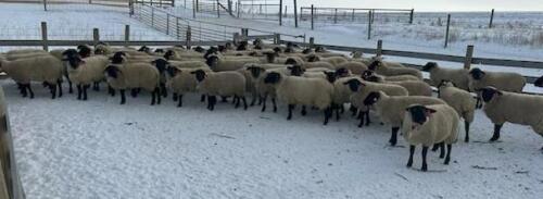 BRED EWE