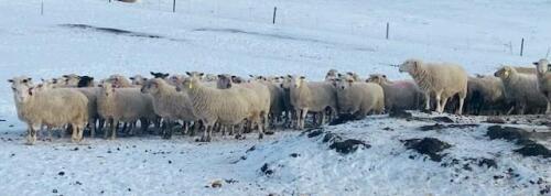 BRED EWE
