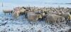 BRED EWE