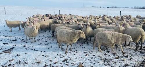 BRED EWE