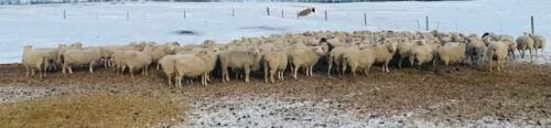 BRED EWE