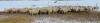 BRED EWE