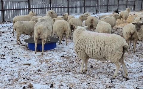 BRED EWE