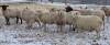 BRED EWE - 2