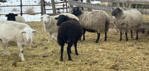 BRED EWE