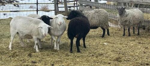 BRED EWE