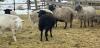 BRED EWE - 2