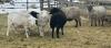 BRED EWE