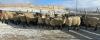 BRED EWE - 4