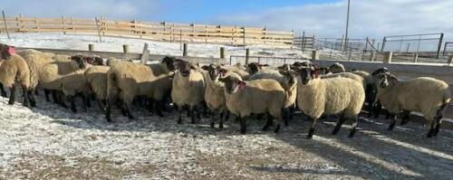 BRED EWE