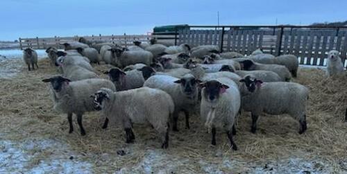 BRED EWE