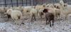 BREEDING RAM - 2