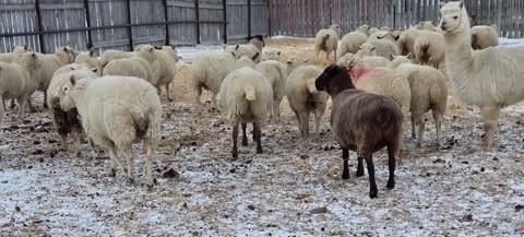 BRED EWE