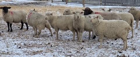 BRED EWE