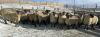 BRED EWE