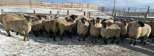 BRED EWE
