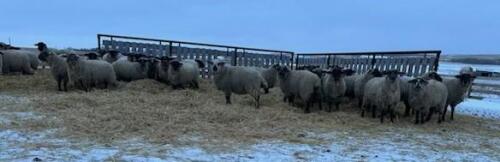 BRED EWE