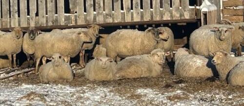 BRED EWE