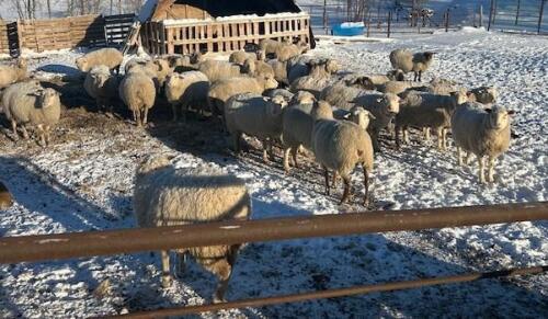 BRED EWE
