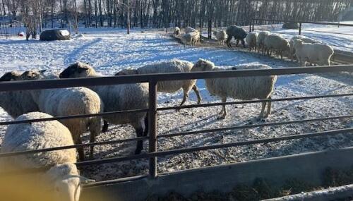 BRED EWE
