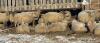 BRED EWE - 5
