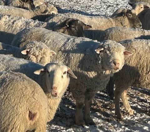 BREEDING RAM