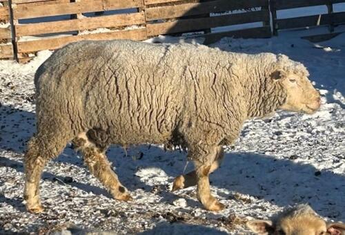 BREEDING RAM