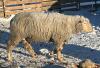 BREEDING RAM - 2
