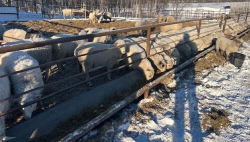 BRED EWE
