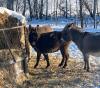 JENNY DONKEY - 2