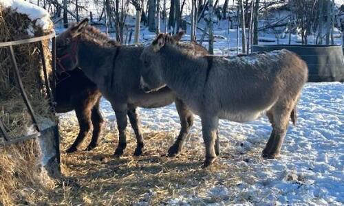 JENNY DONKEY