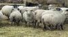 BRED EWE - 3